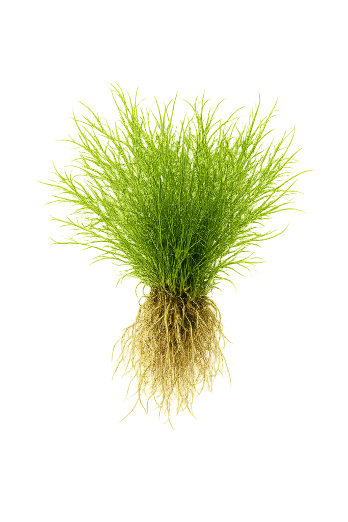 Five Bunched Plants Guppy Grass Plant Najas Indica
