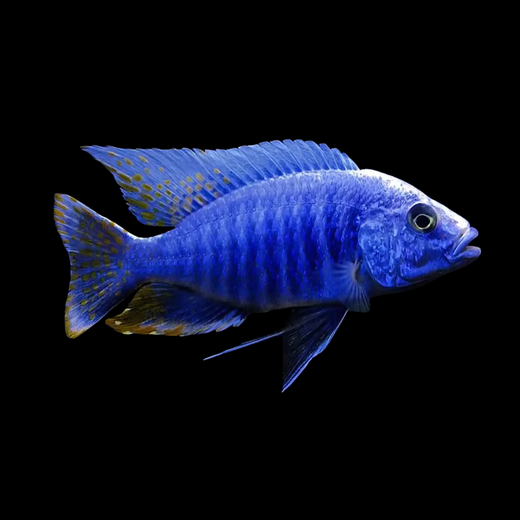Haplochromis Fryeri (3 - 4cm)