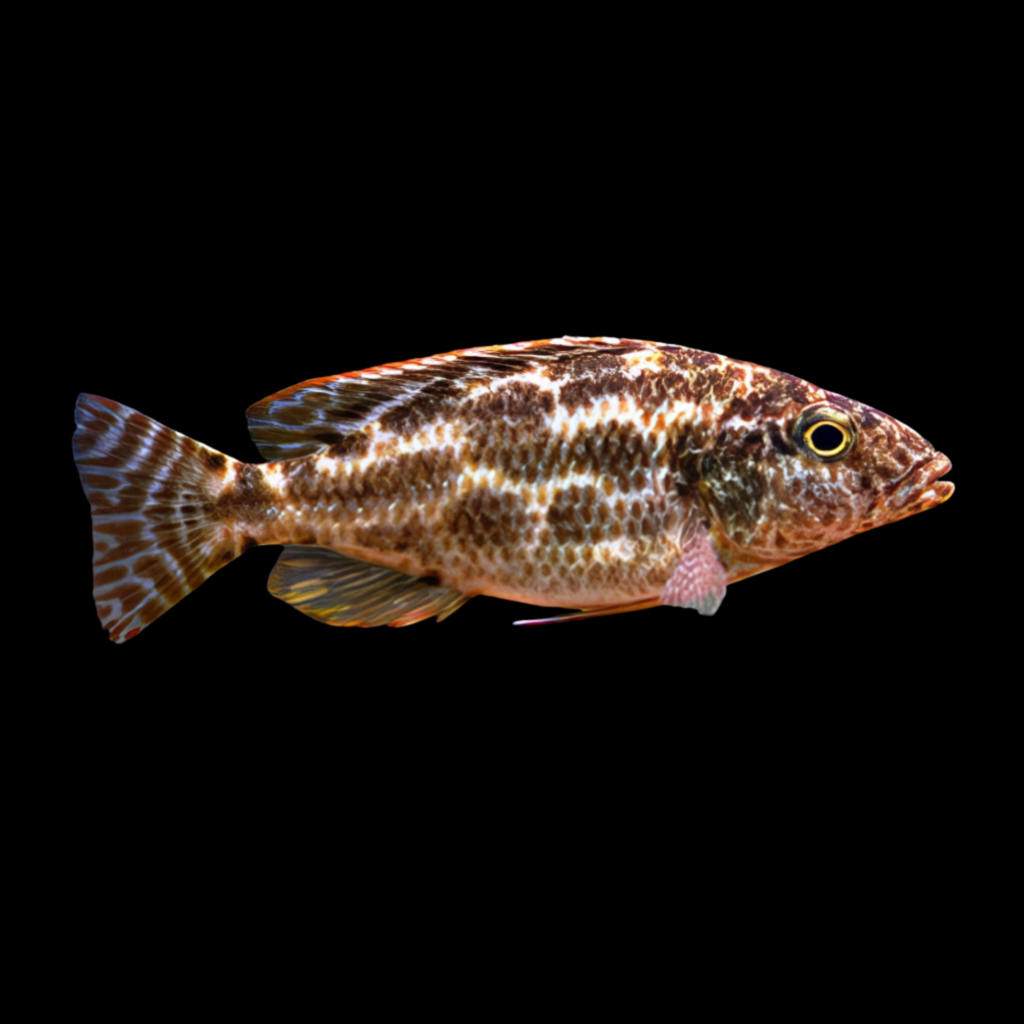Linn's Haplochromis Elepha Haplochromis Linni (7 - 9cm)