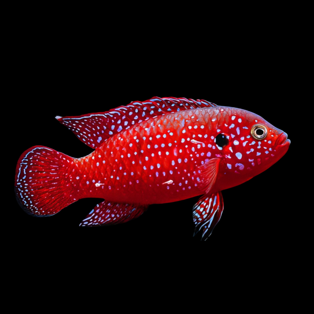 Blood Red Jewel Cichlid Hemichromis Lifalili African Cichlid (4 - 5cm)