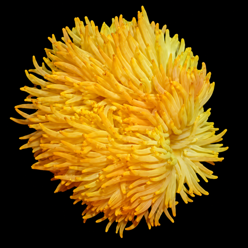 Malu Yellow Anenome Heteractis malu yellow (M)