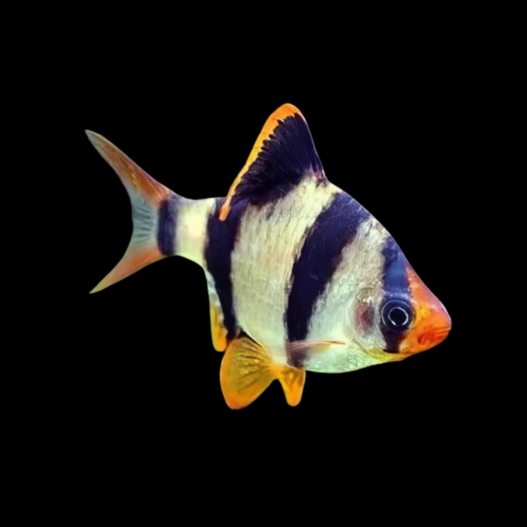 Tiger Barb Honkkong Barbus Capoeta Tetrazona H.K. (2.5 - 3cm)