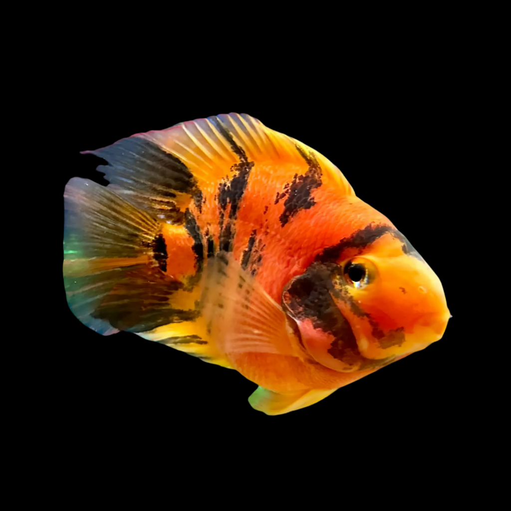Hybrid Parrot Red Tiger (11 - 14cm)