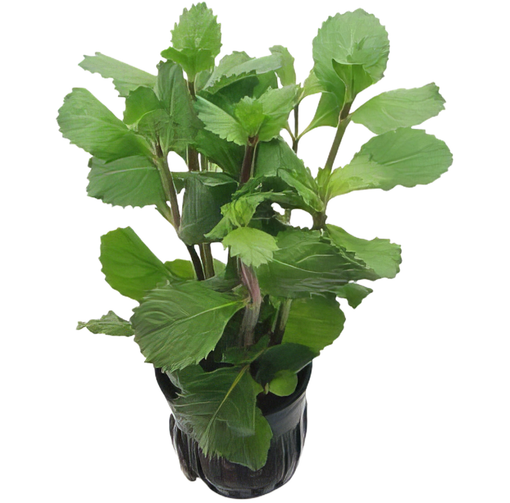 Five Potted Plants Emersed Water Wisteria Plant Hygrophila Difformis