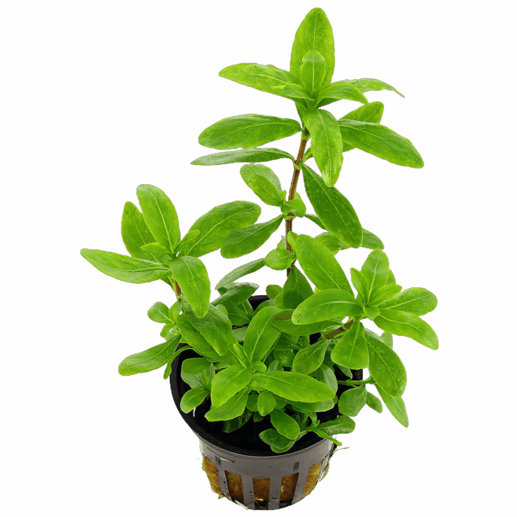 Five Potted Plants Dwarf Hygro Plant Hygrophila Polysperma