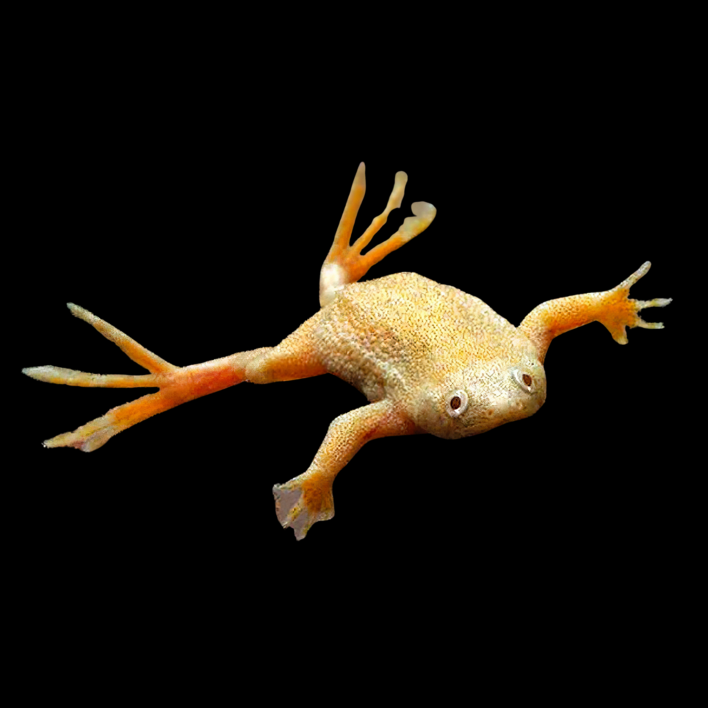 Zaire Dwarf Clawed Frog Hymenochirus Boettgeri (1 - 2cm)