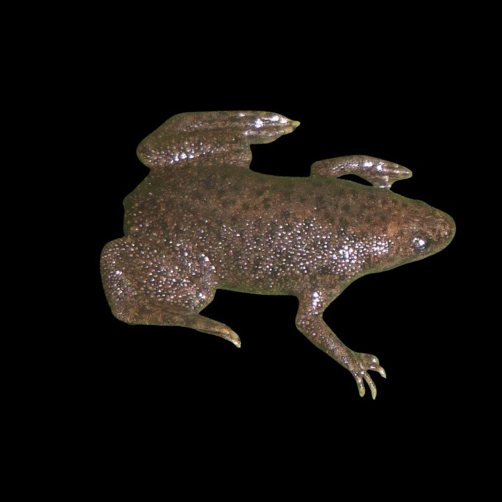 Hymenochirus Curtipes (2 - 3cm)