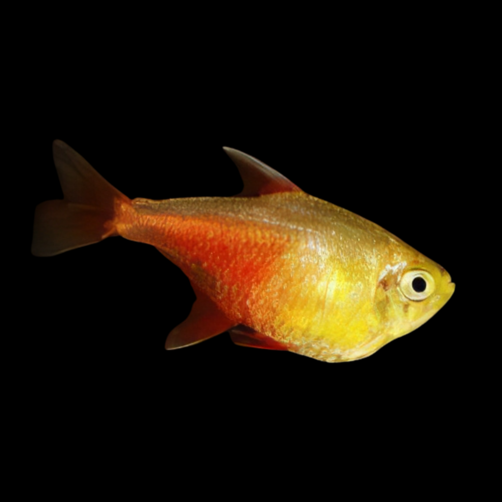 Flame Tetra Orange Hyphessobrycon Flammeus Orange (2.5cm)