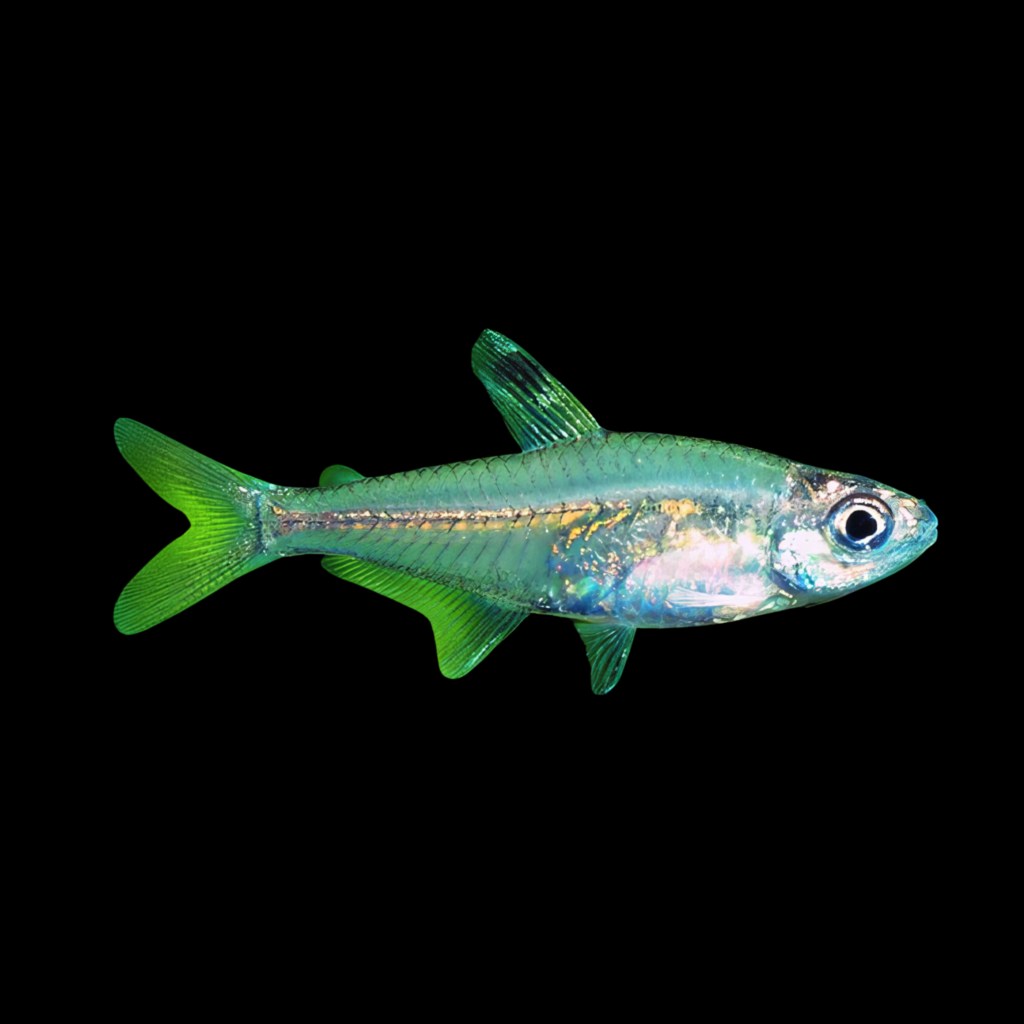 Hyphessobrycon Minor (2.5 - 3cm)