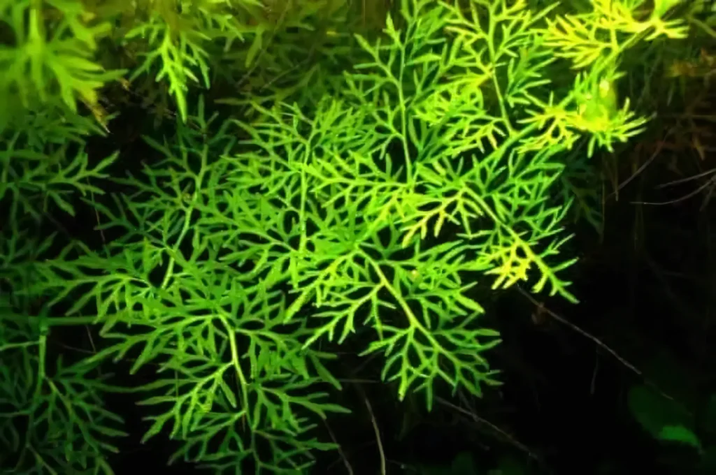 Five Bunched Plants India Fern Plant Ceratopteris Thalictroides