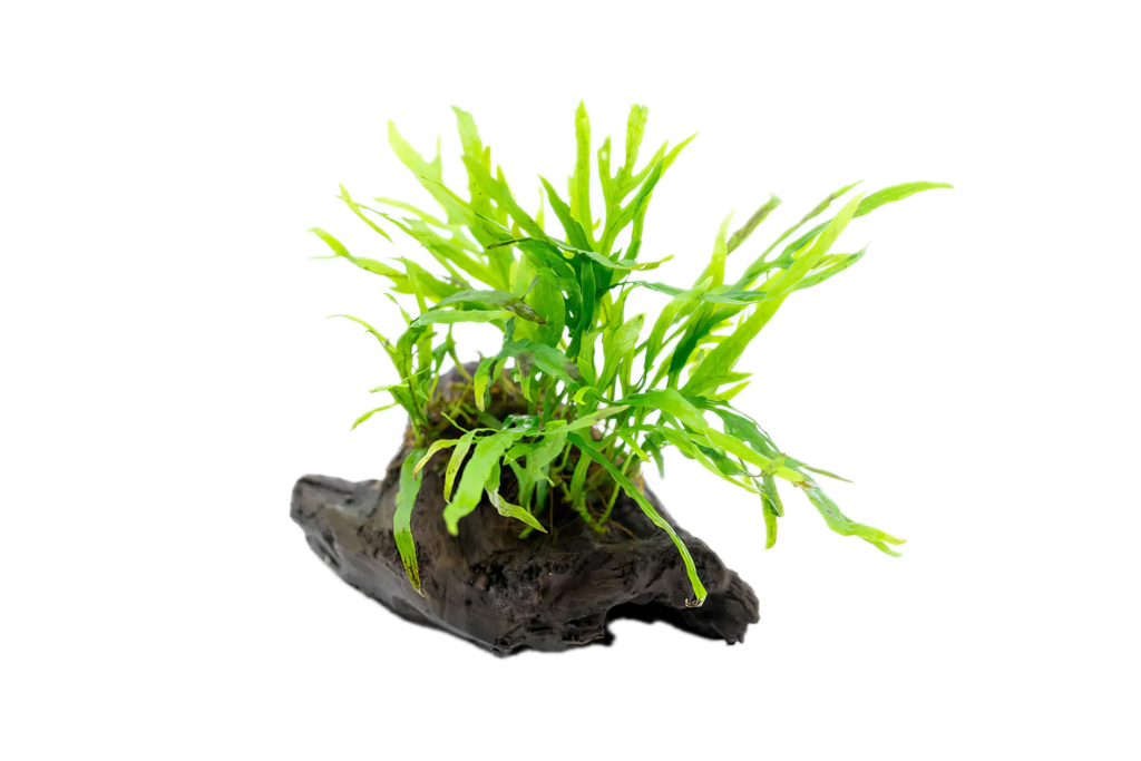 Java Fern Mini Plant On Driftwood 10cm