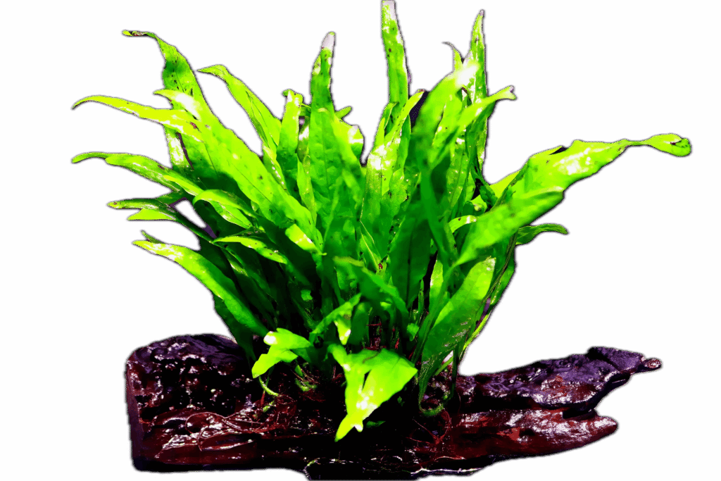 Java Fern Narrow Leaf Plant On Driftwood 10cm