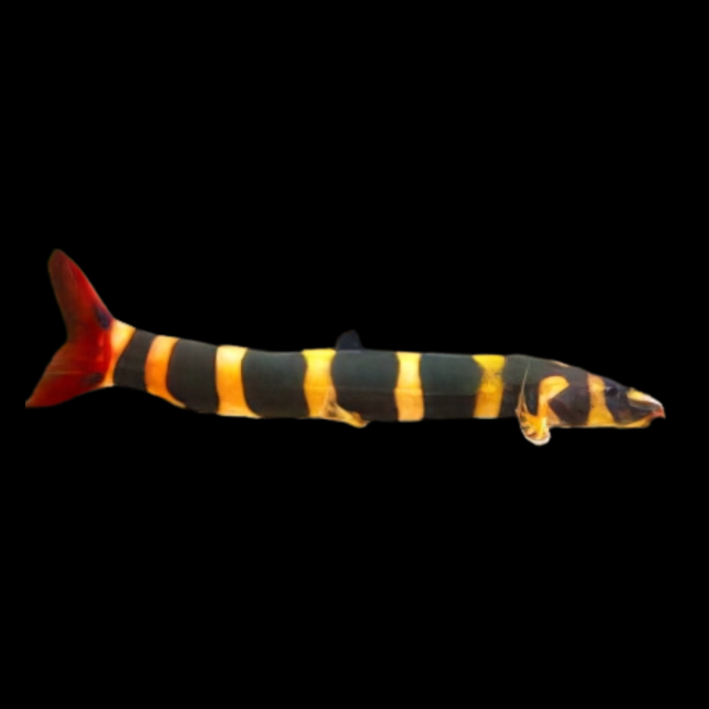 Kapuasia Maculiceps (5 - 7cm)