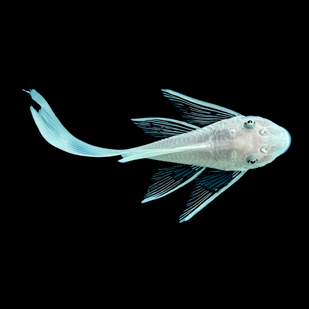Bristlenose L144 Ancistrus Snow White Long Fin Sp (6 - 8cm)