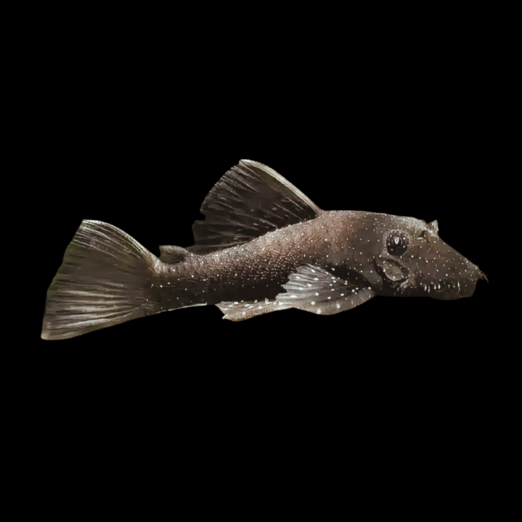 Bristlenose L59 Ancistrus Sp Yellow Spot. (5 - 6cm)