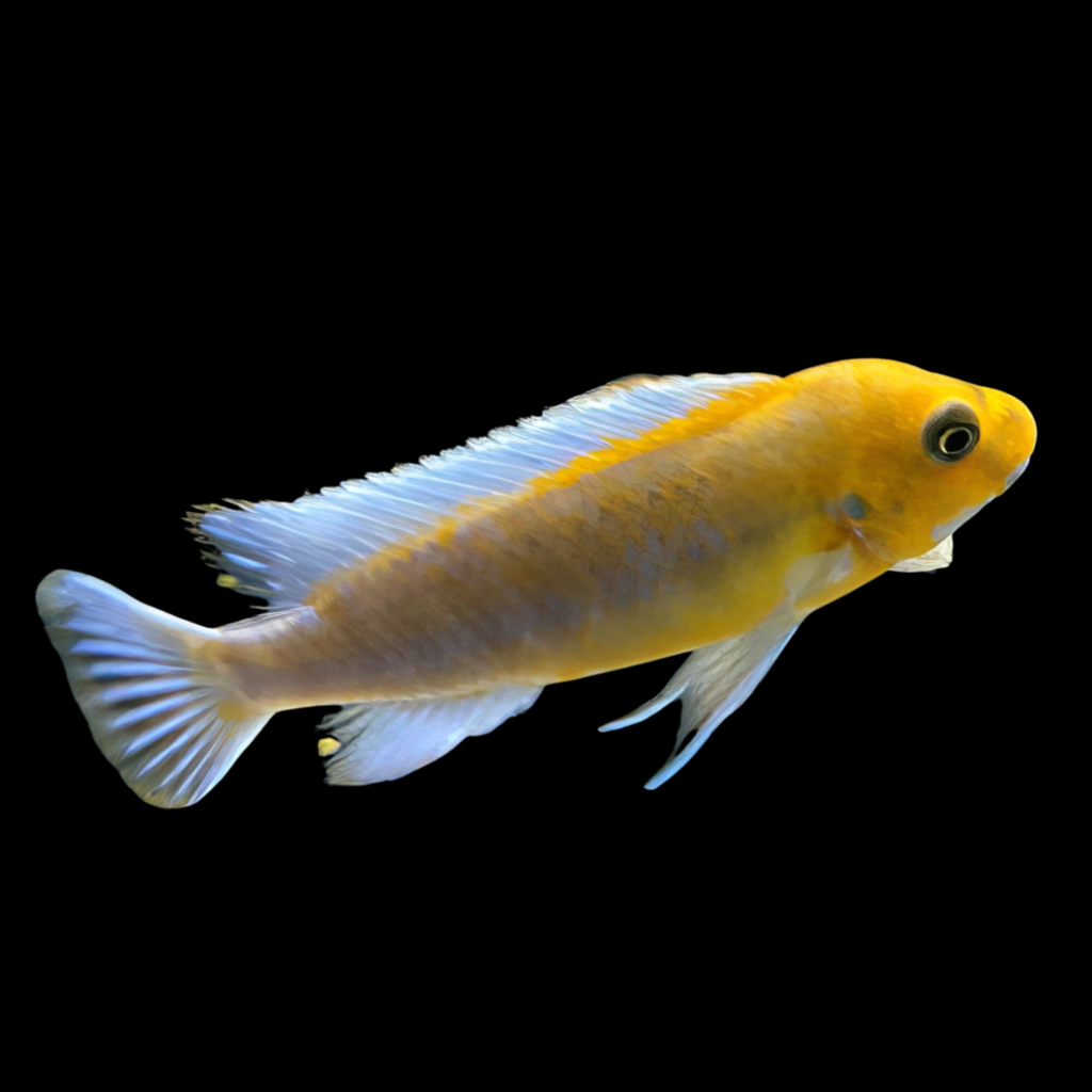 Scrapemouth Mbuna Chilumba Labeotropheus Trewavasae Chilumba African Cichlid (4 - 5cm)