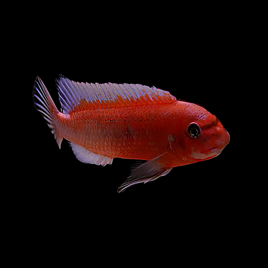 Red Top Cichlid Trewavas Rosy Labeotropheus Trewavasae African Cichlid (XL)