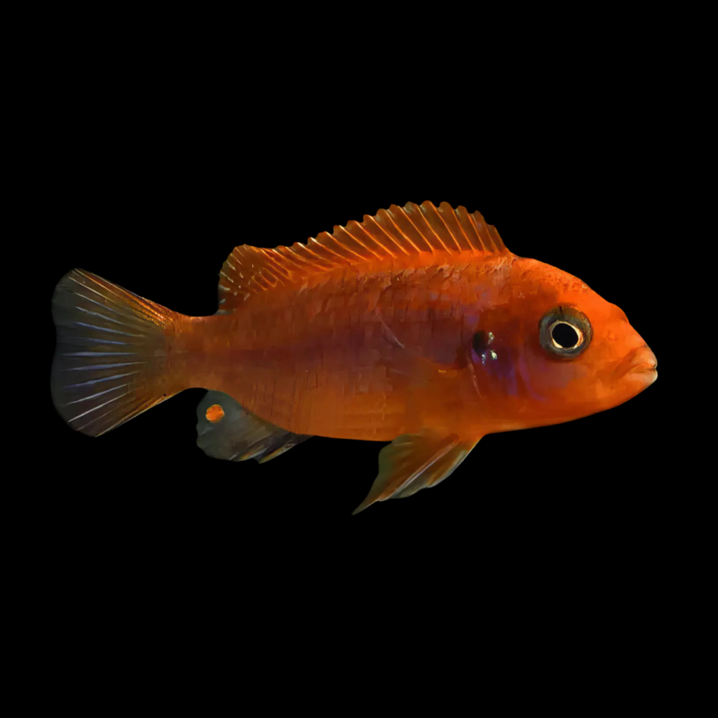 Labidochromis Hongi Orange (3 - 4cm)