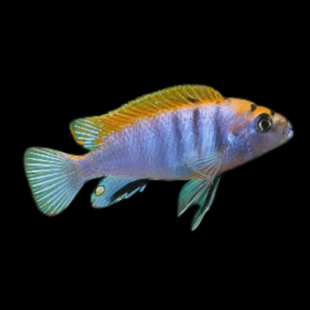 Labidochromis Hongi Red Top (3 - 4cm)