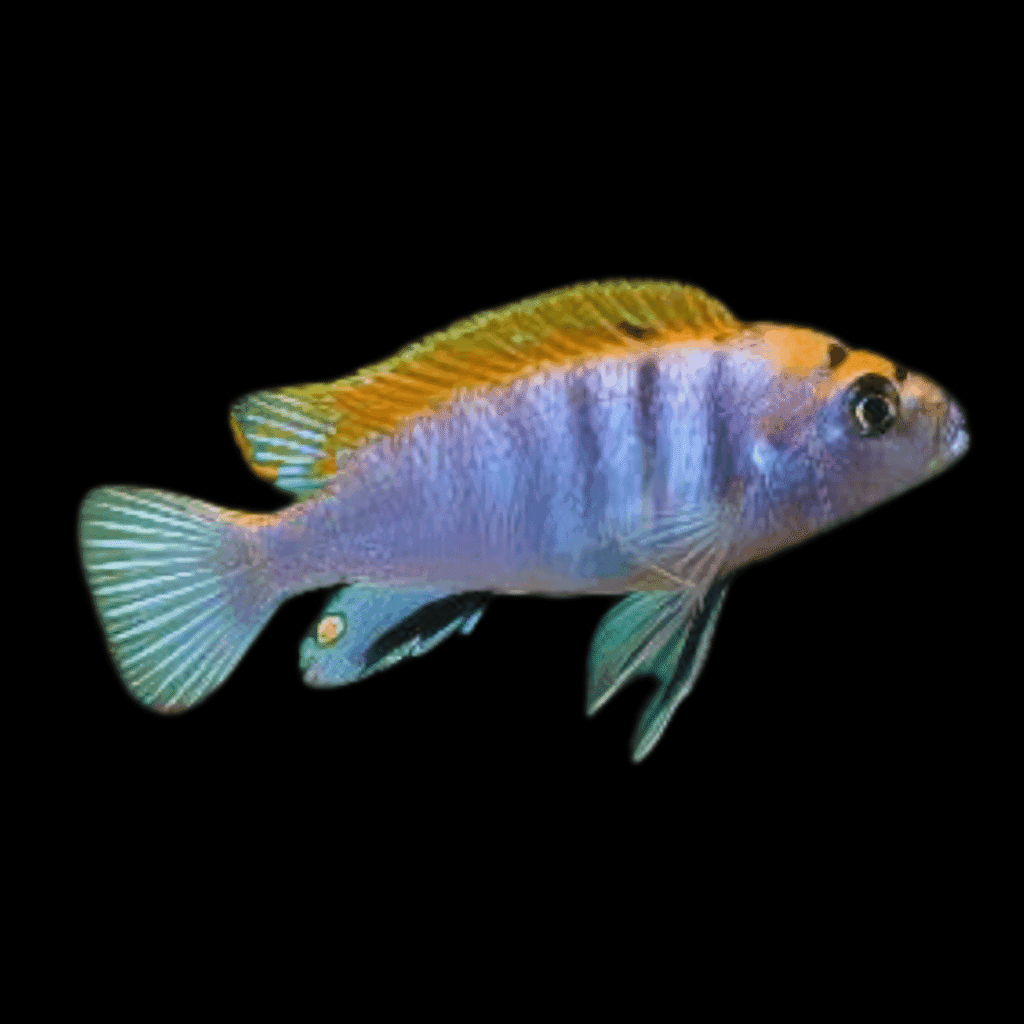 Labidochromis Hongi Red Top (4 - 5cm)
