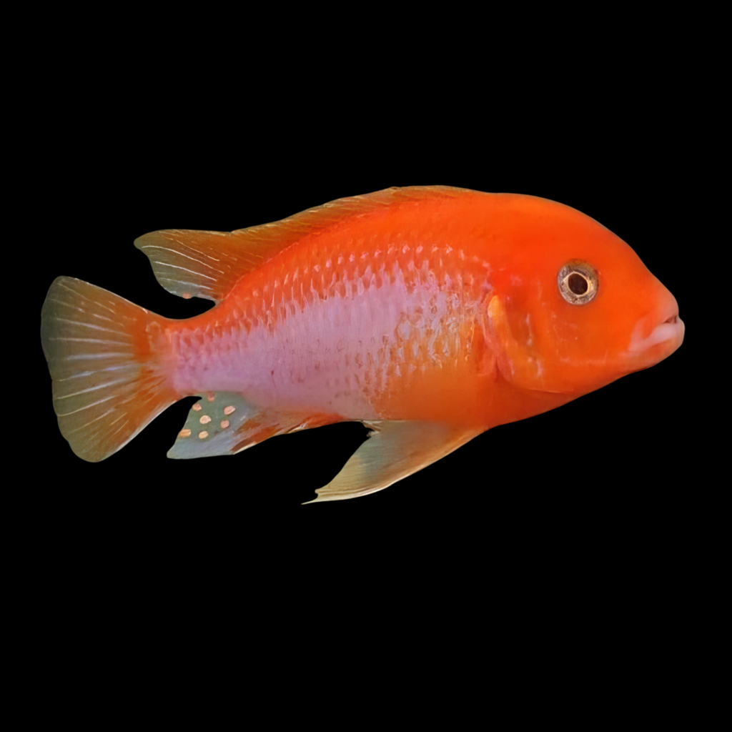 Labidochromis Sunflower Red (4 - 5cm)