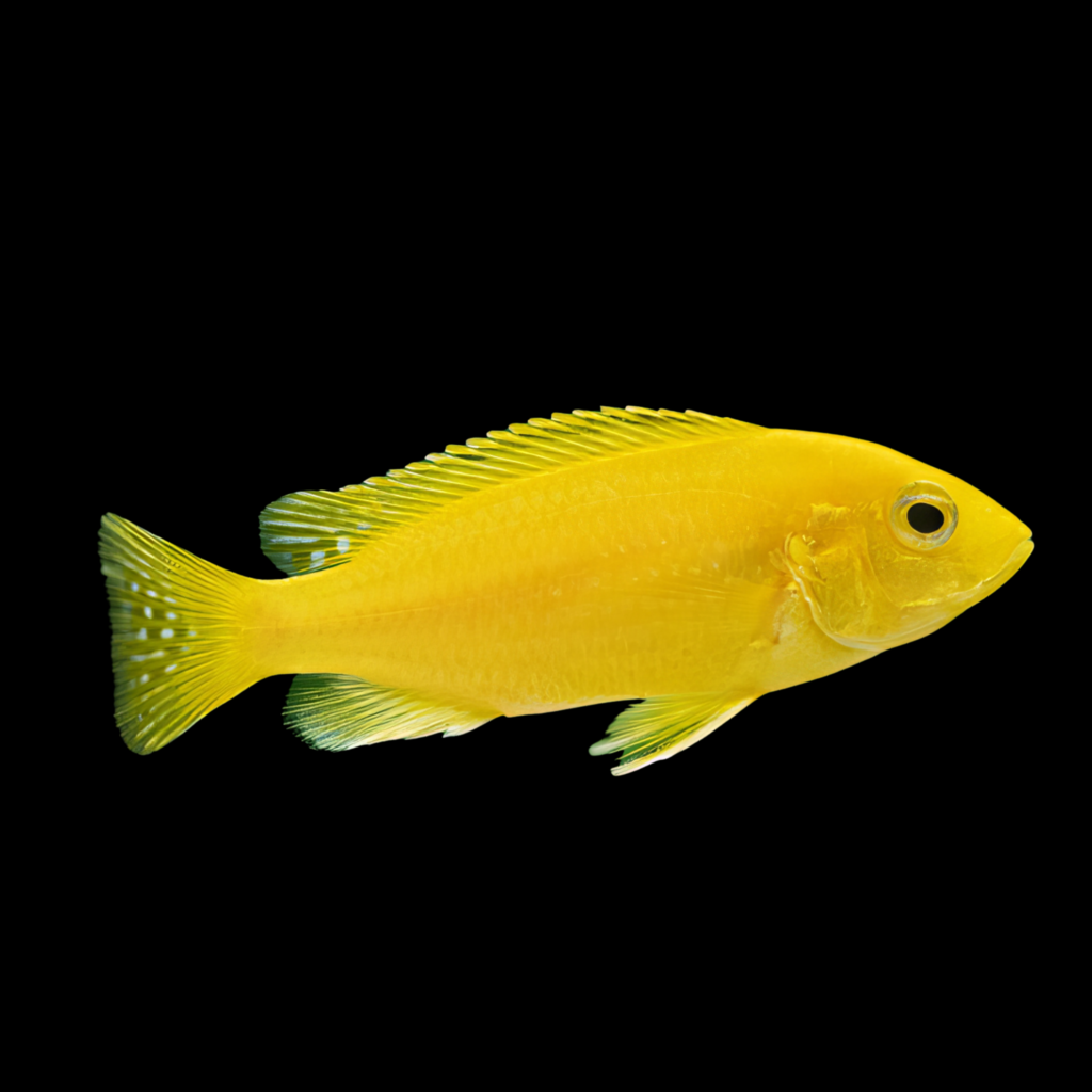 Labidochromis Species Yelow (5 - 6 cm)