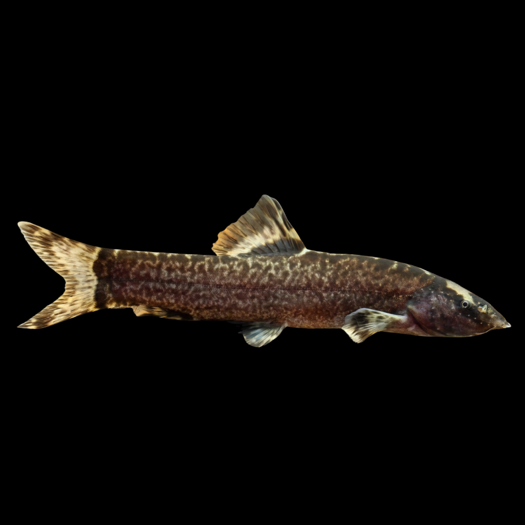 Leptobotia Taeniops (5 - 7cm)