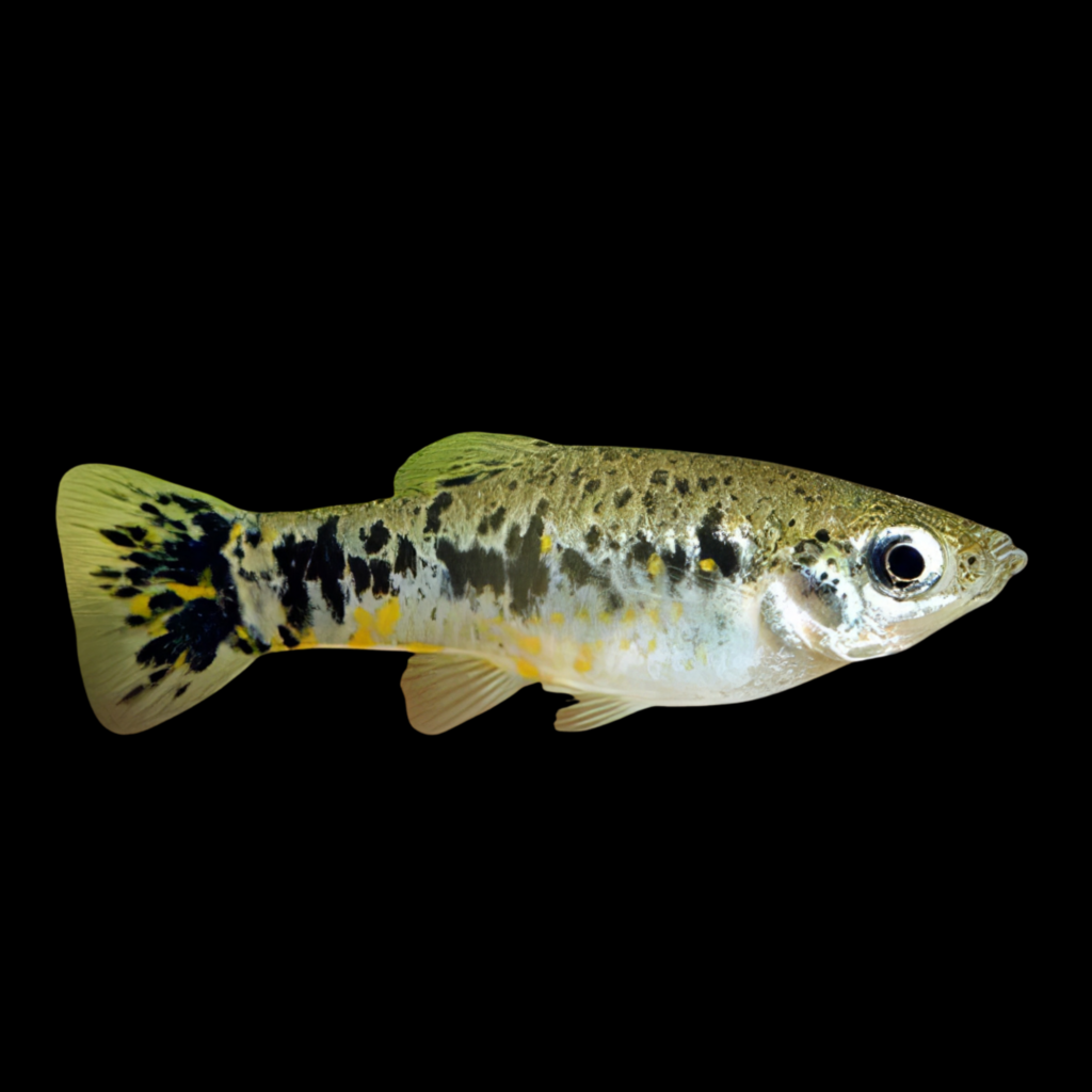 Limia Vittata Wild (3 - 4cm)