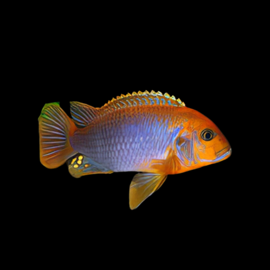 Lavender Mbuna Iodotropheus sprengeri (3 - 4 cm)