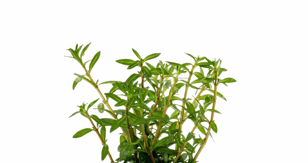 Five Bunched Plants Needle Leaf Ludwigia Plant Ludwigia Arcuata