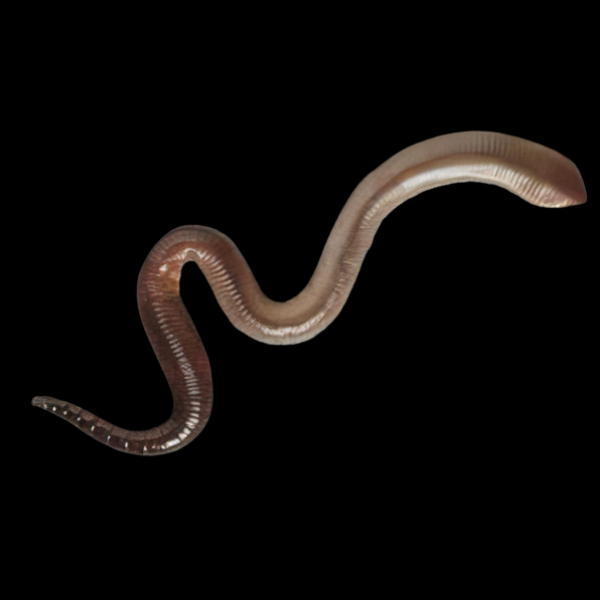 Lumbricus / Terrestris Earthworm 10Pcs
