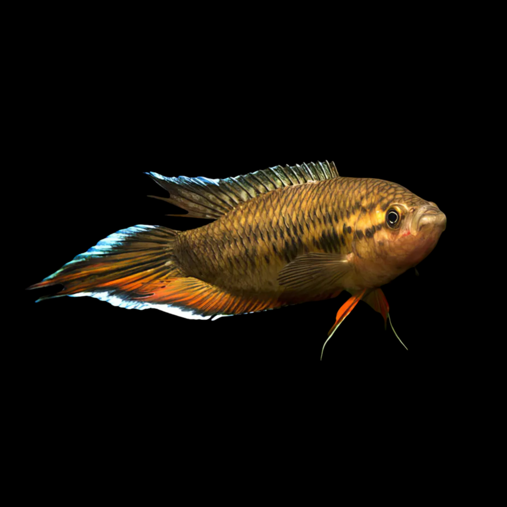 Spiketail Paradise Fish Macropodus Cupanus (4 - 5cm)