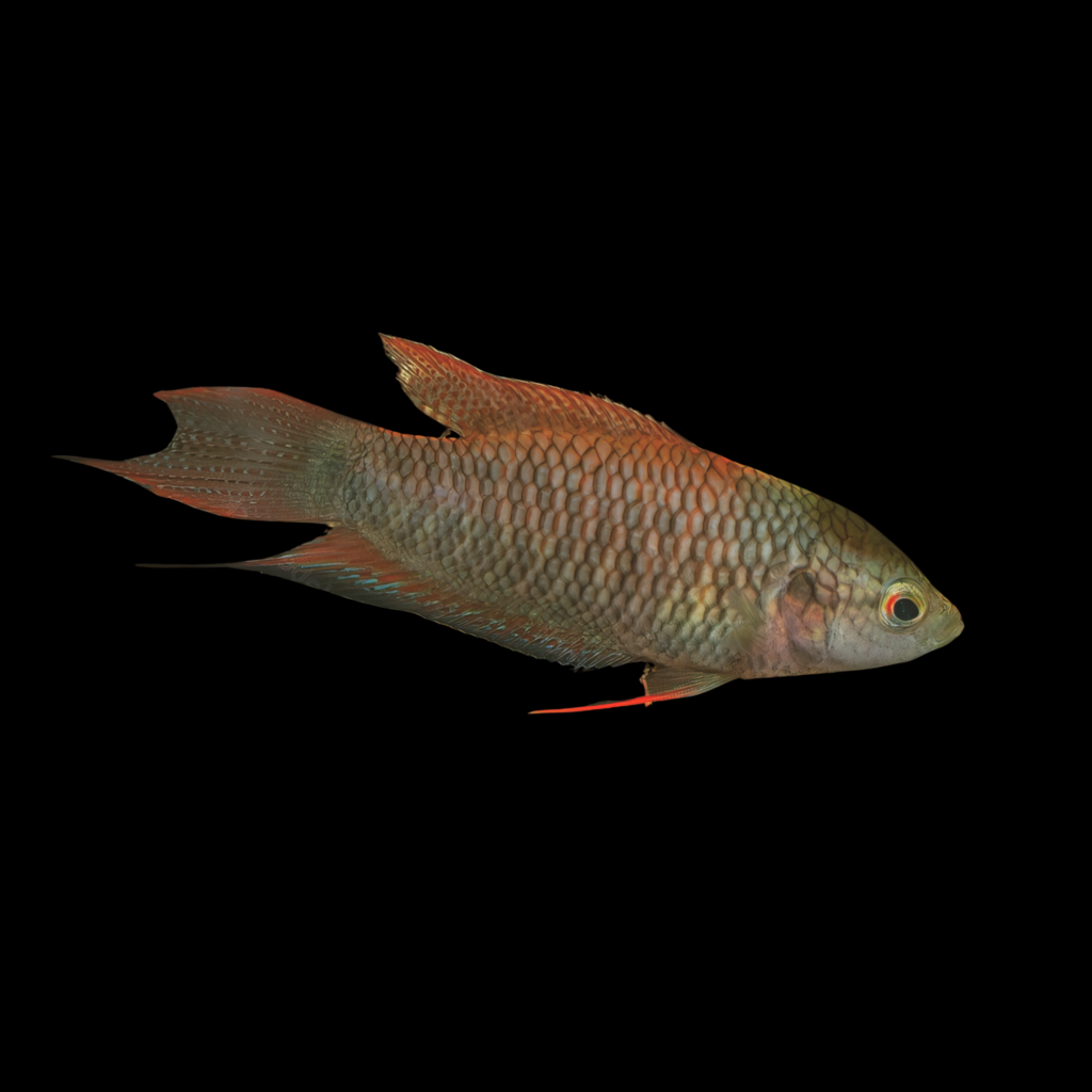 Macropodus Erythropterus (4 - 5cm)