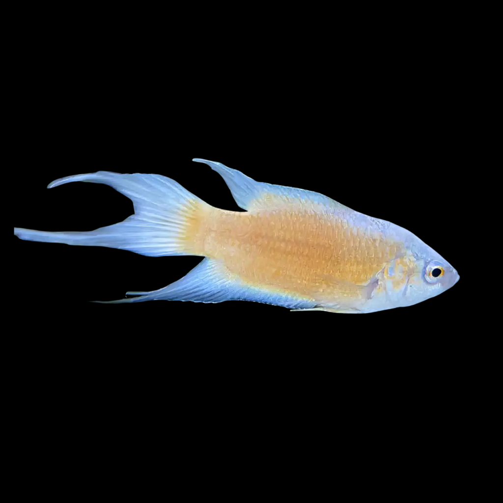 Macropodus Opercularis Fire Ice (3 - 4cm)