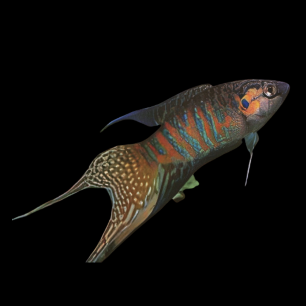 Paradise Fish Macropodus Opercularis (3 - 4cm)