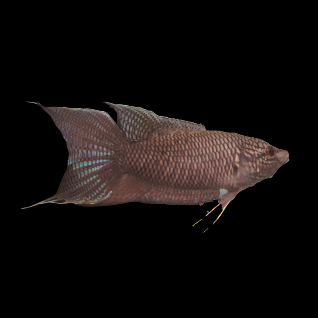 Macropodus Spechti Black (4 - 5cm)