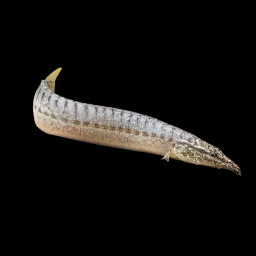 Spiny Eel Mastacembelus Pancalus (11 - 13cm)