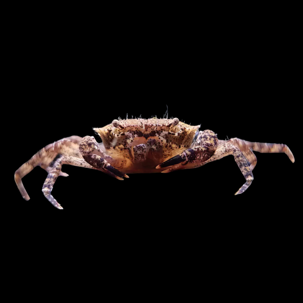 Mekhong Thelphussa (2 - 3cm)