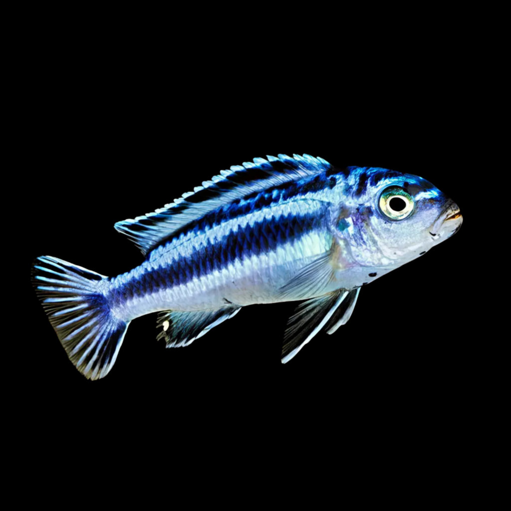 Bluegray Mbuna Johanni Mbuna Melanochromis Johanni (2 - 3cm)