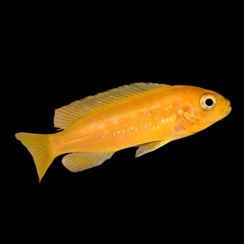 Melanochromis 'red' Melanochromis interuptus (5,5 - 7 cm)