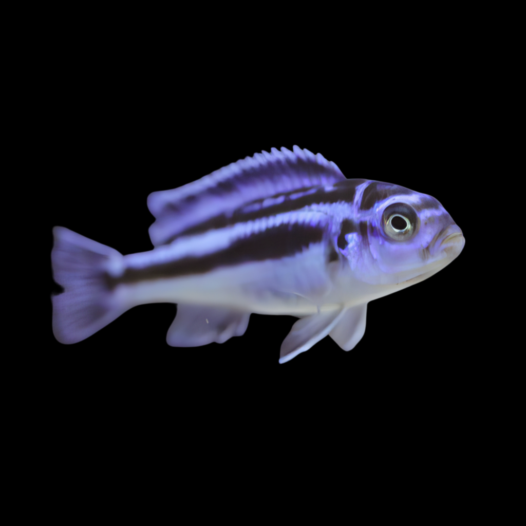 Melanochromis Maingano (4 - 5cm)