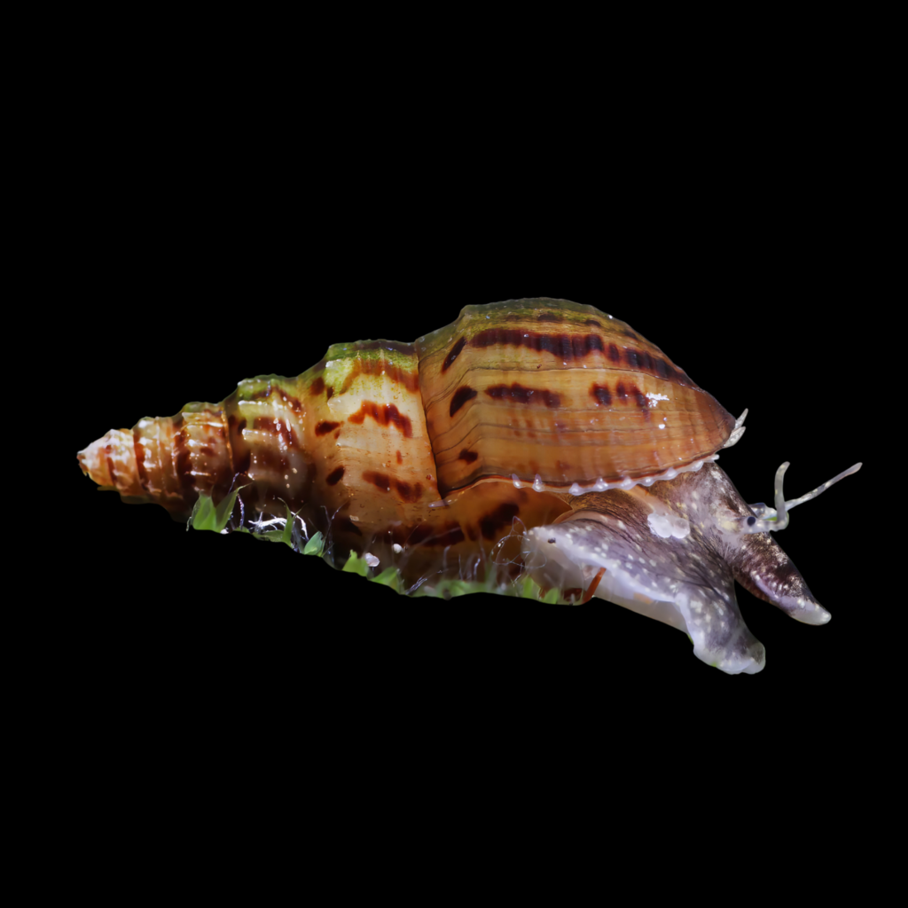 Thiara Winteri (1 - 2cm)