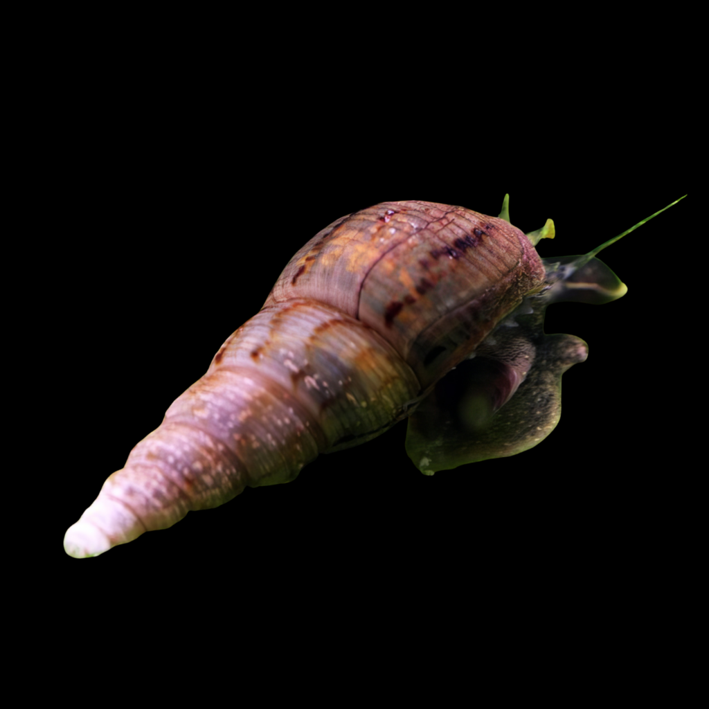 Malaysian Trumpet Snail Melanoides Tubercularia (2cm)