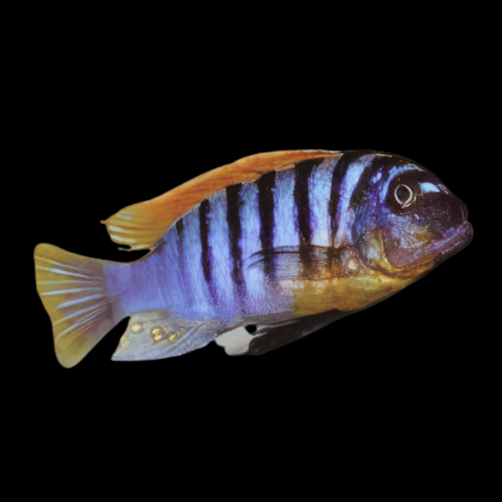 Metriaclima Sp Emmiltos "Mpangha Rocks" (7 - 9cm)