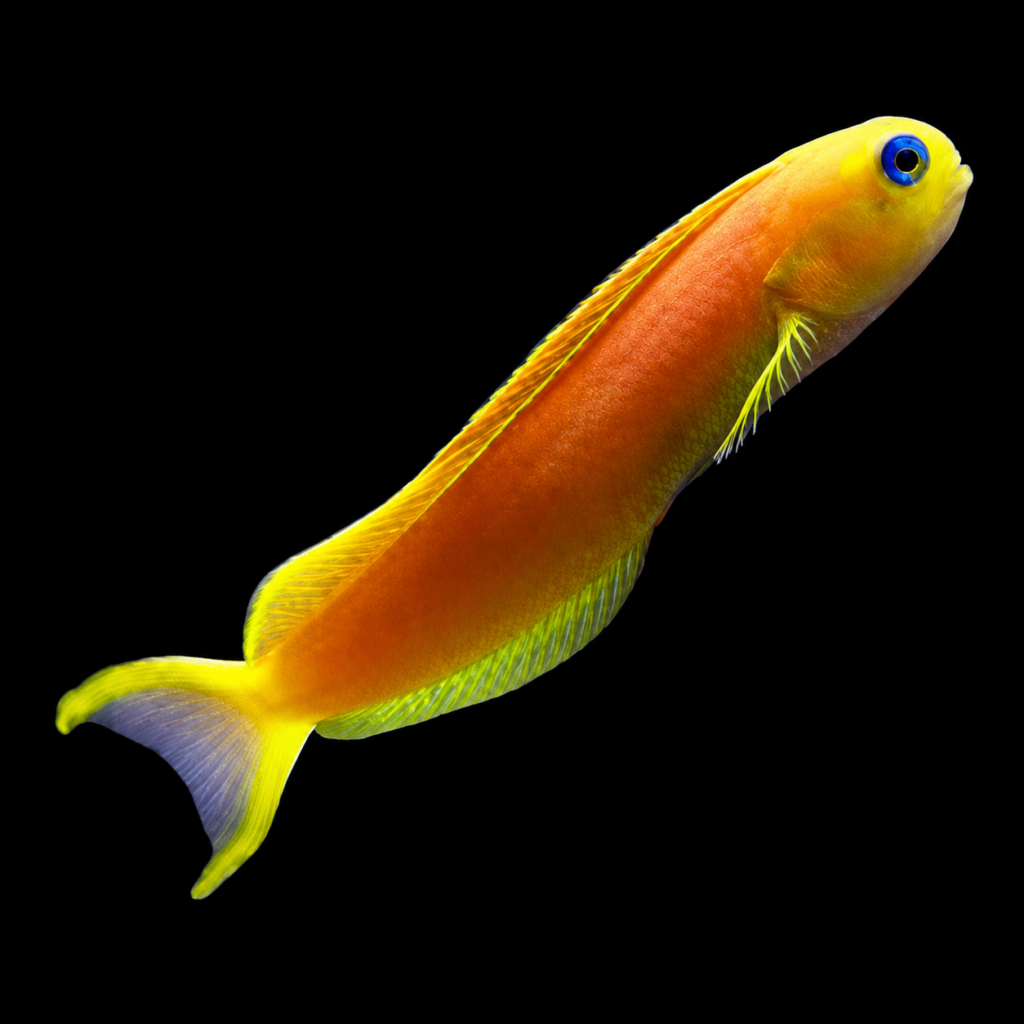Persian blenny Ecsenius midas (M)