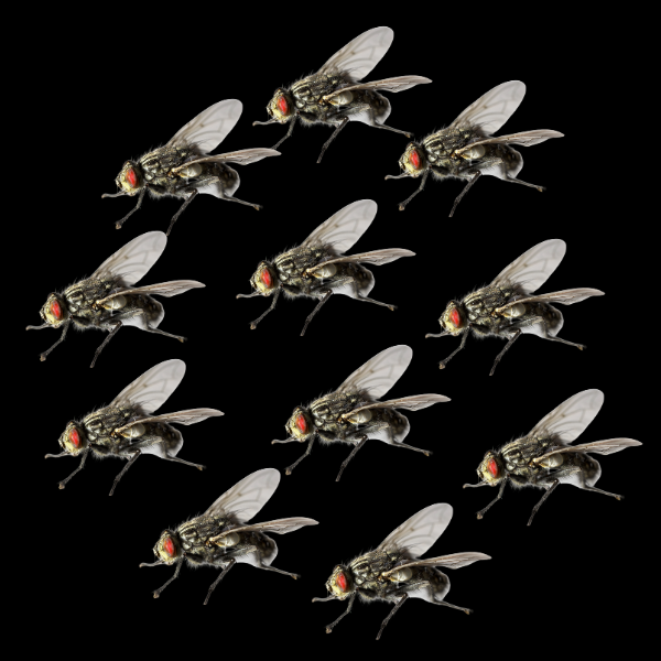 Musca / Domestica Housefly Non-Flying 1/2Ltr