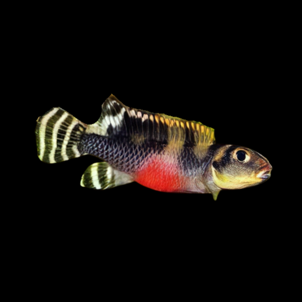 Blue Kongo Cichlid Nanochromis Transvertitus African Cichlid (4 - 5cm)