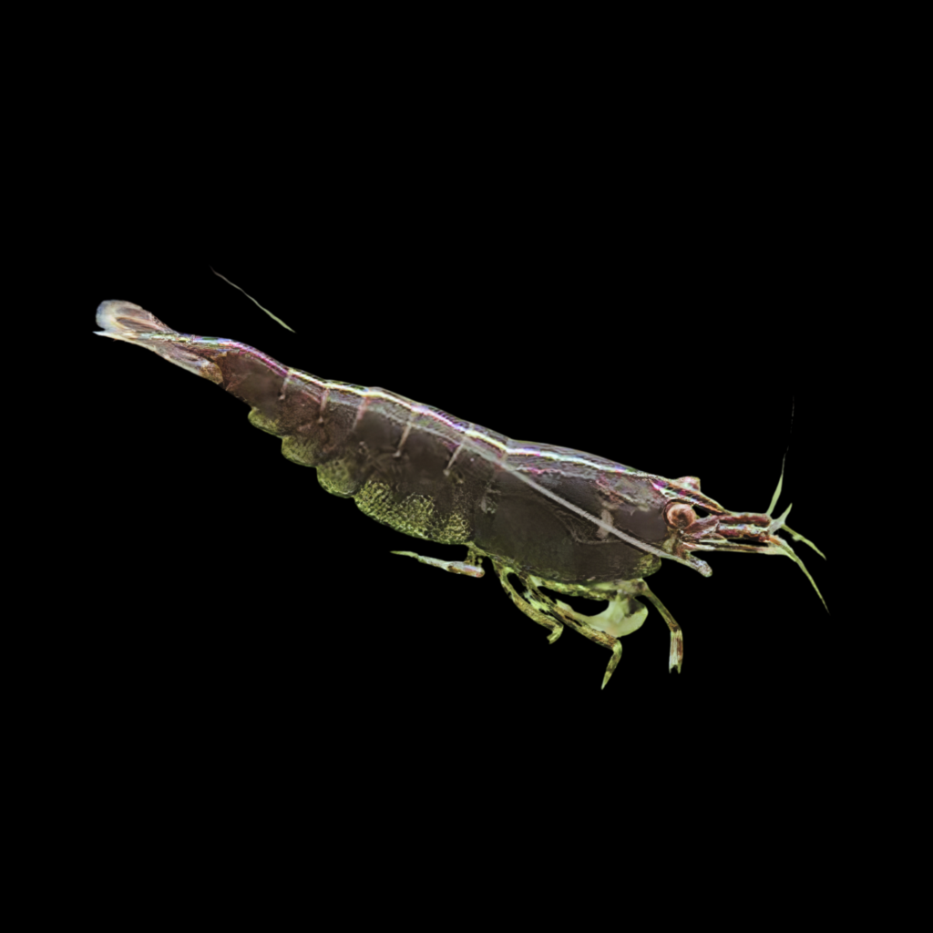 Neocaridina Davidi Black Rose (1 - 1.5cm)