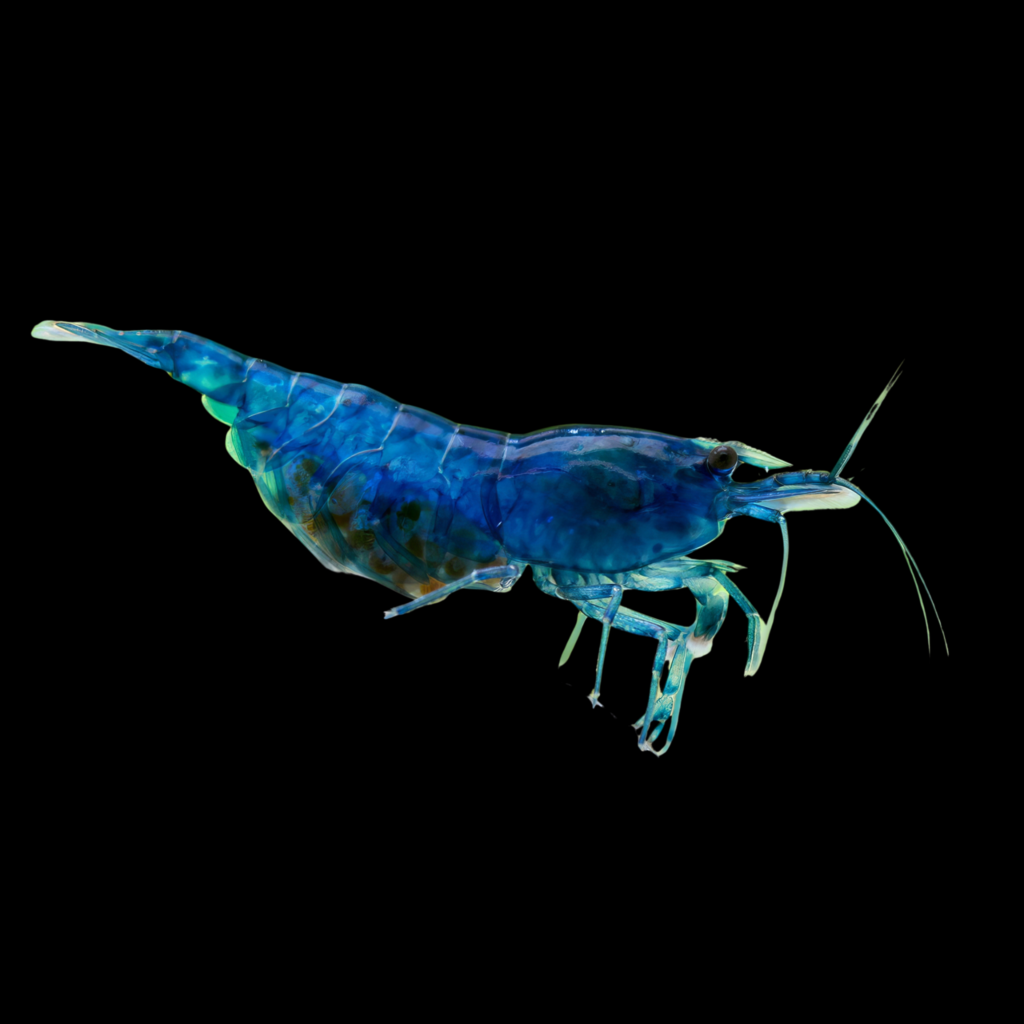 Neocaridna Davidi Blue Dream (1 - 1.5cm)