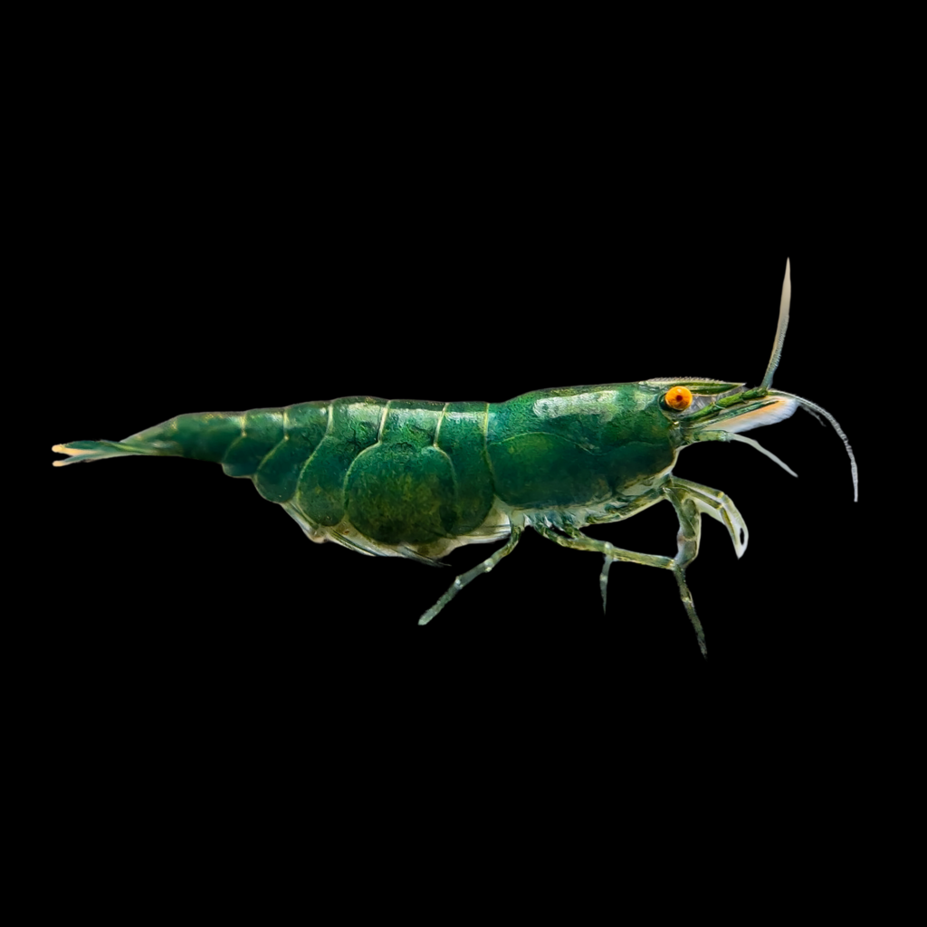 Neocaridina Davidi Orange Green (1 - 1.5cm)